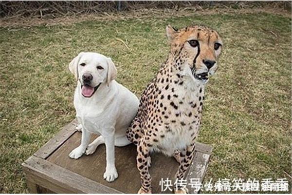 多兄长打一动物名