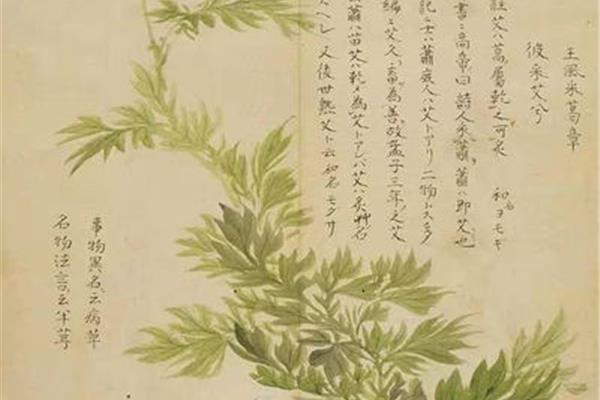 诗经小雅蓼莪