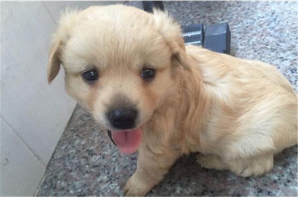 金毛幼犬如何喂养