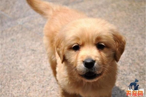 金毛幼犬如何喂养