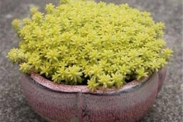 黄金万年草