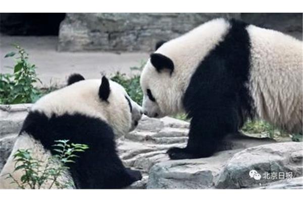 多兄长打一动物名