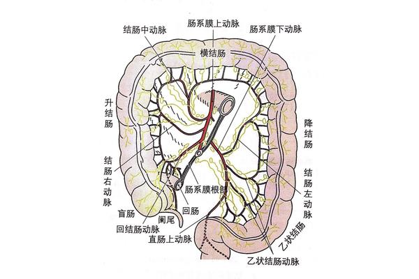 腹部查体顺序