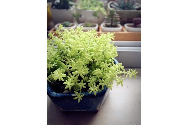 黄金万年草
