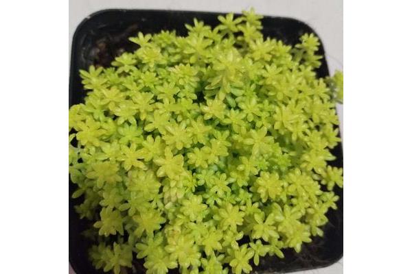 黄金万年草