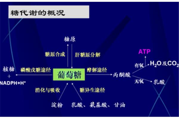 糖酵解的生理意义