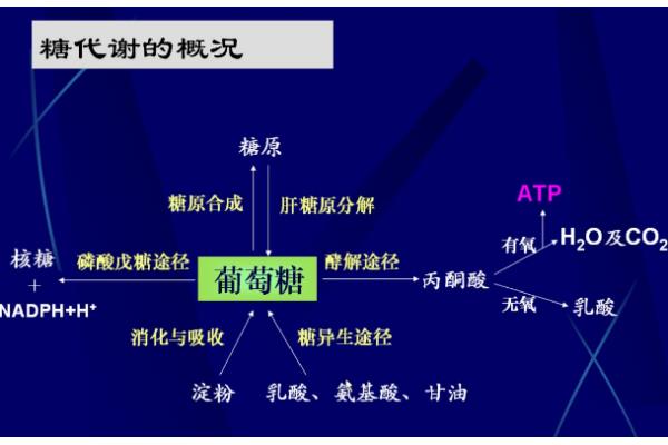 糖酵解的生理意义