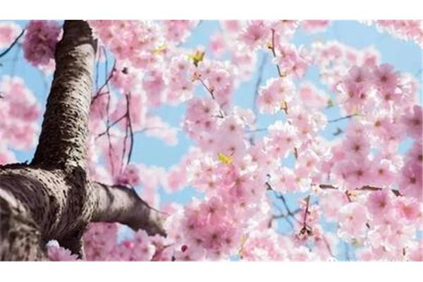 四月花开的诗句