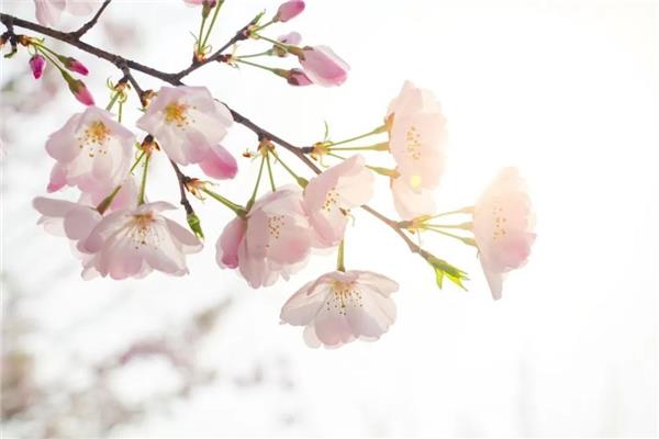 花开的诗句