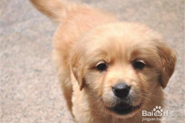 金毛幼犬如何喂养