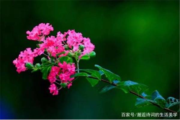 四月花开的诗句