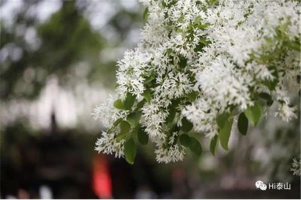 四月花开的诗句