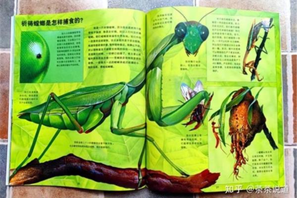 蚊子和蜘蛛的故事