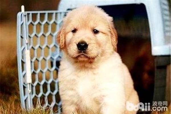 金毛幼犬如何喂养