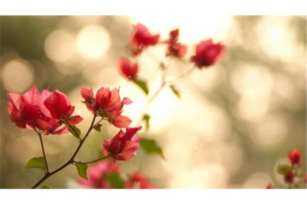 花开的诗句