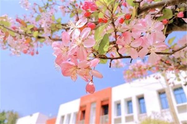 校园里的春天
