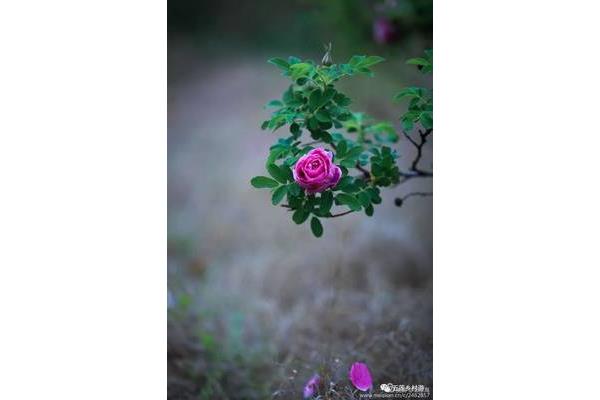 描写玫瑰花的诗句