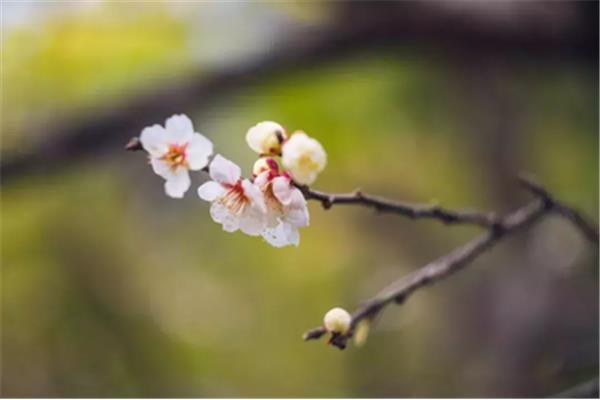 四月花开的诗句