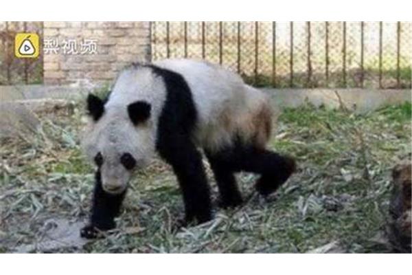 熊猫资源网