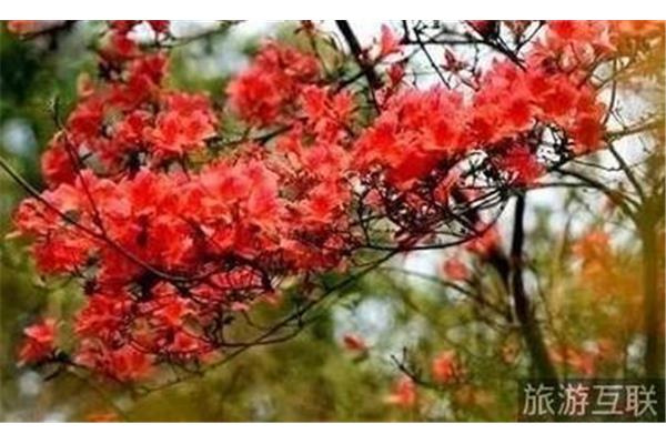 四月花开的诗句