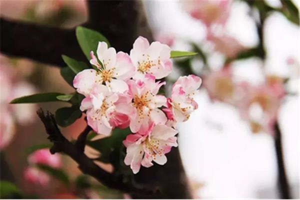 花开的诗句