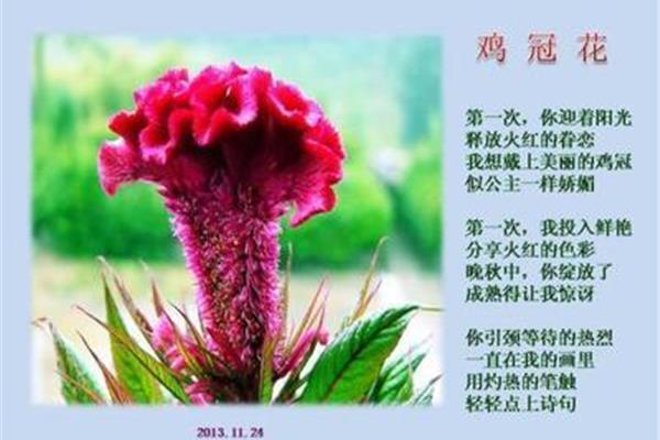 描写玫瑰花的古诗