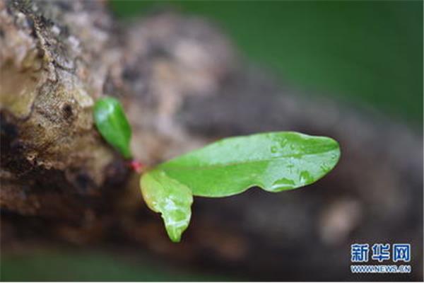 细雨润无声