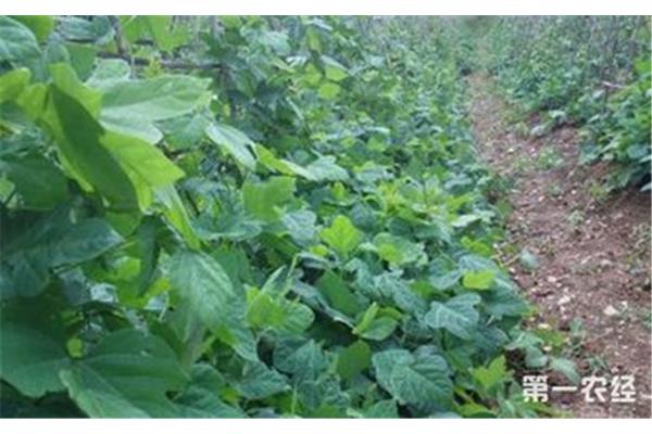 葛根种植技术