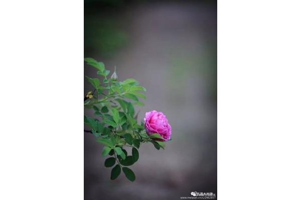 描写玫瑰花的诗句