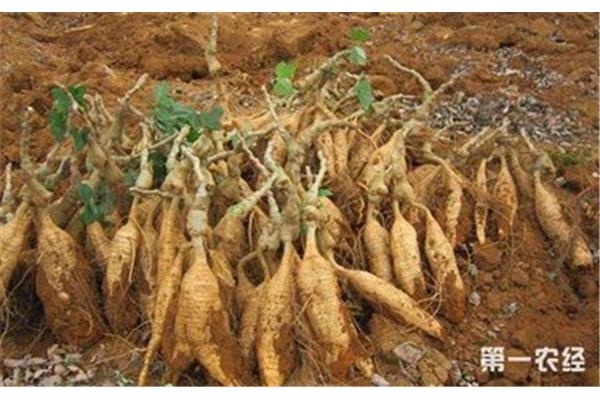 葛根种植技术