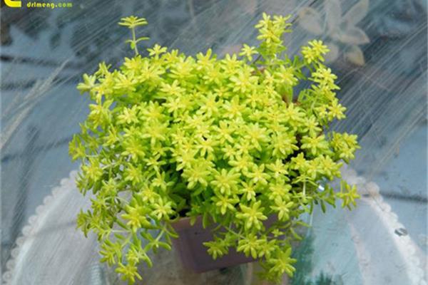 黄金万年草