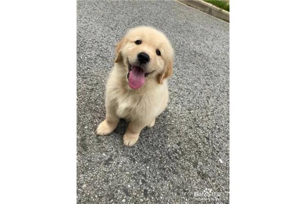 金毛幼犬如何喂养