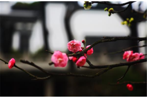花开的诗句