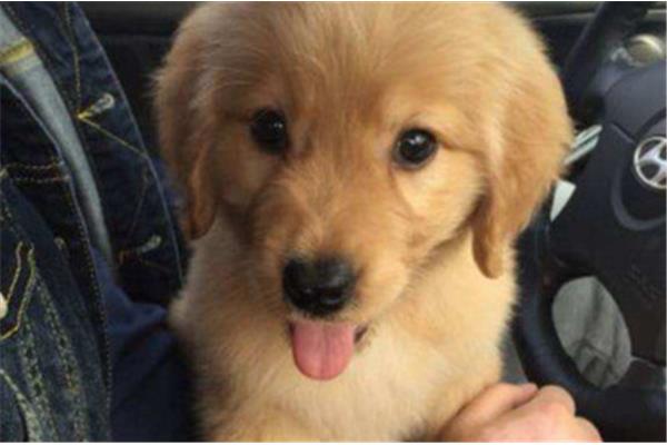 金毛幼犬如何喂养