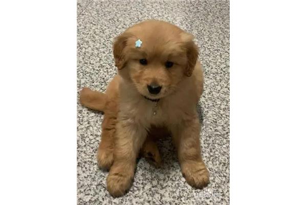 金毛幼犬如何喂养