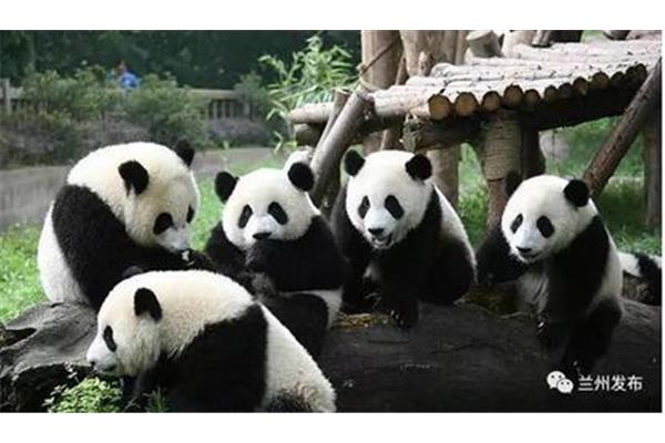 熊猫的介绍
