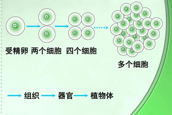植物体的结构层次
