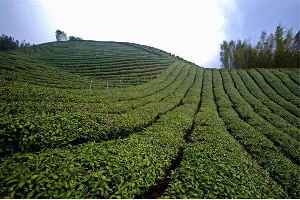 茶山风景区