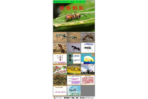 蚂蚁的外形特点