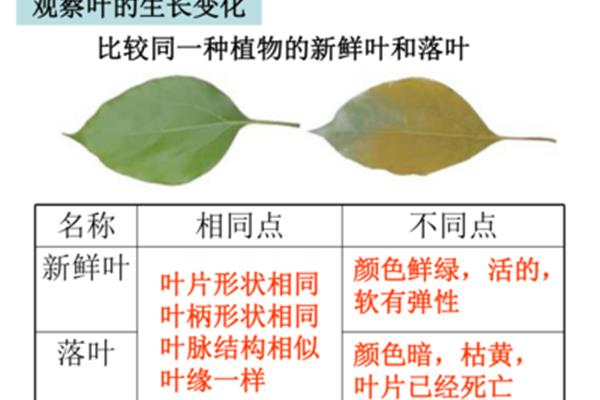 观察一种植物