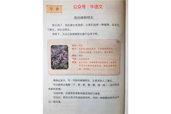 观察一种植物