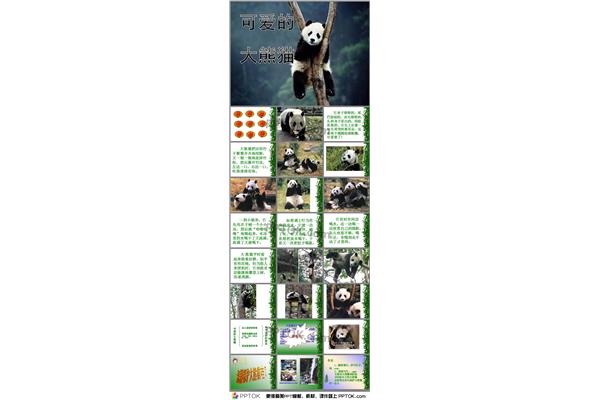 熊猫的介绍