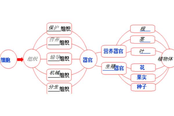 植物体的结构层次