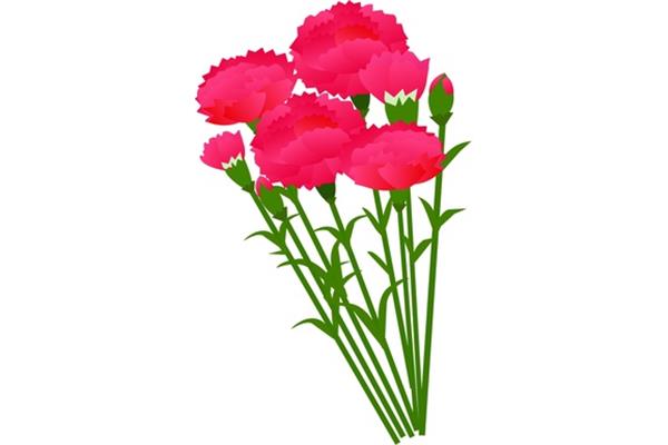 母亲节康乃馨