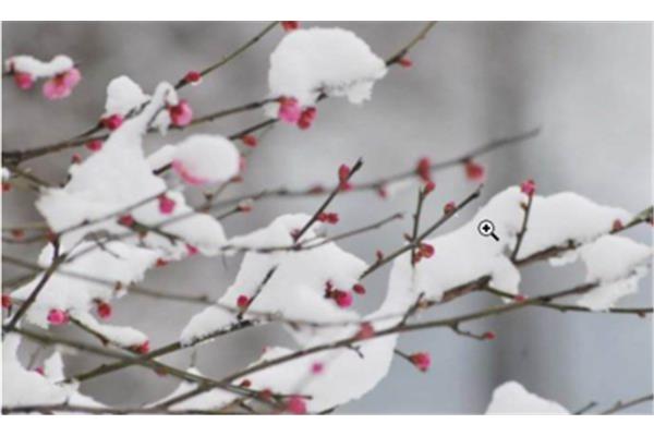 描写雪的诗句