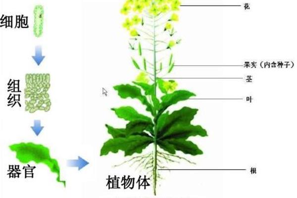 植物体的结构层次