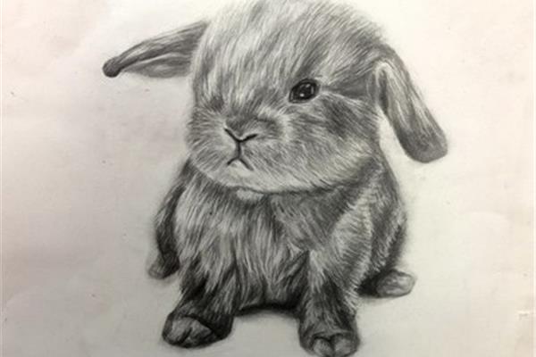 兔子绘画作品