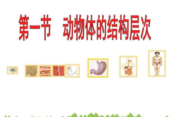 动物的结构层次