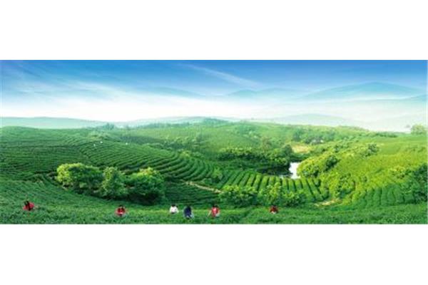 茶山风景区