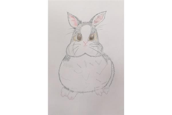兔子绘画作品